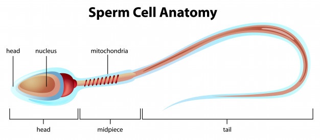 Normal sperm anatomy